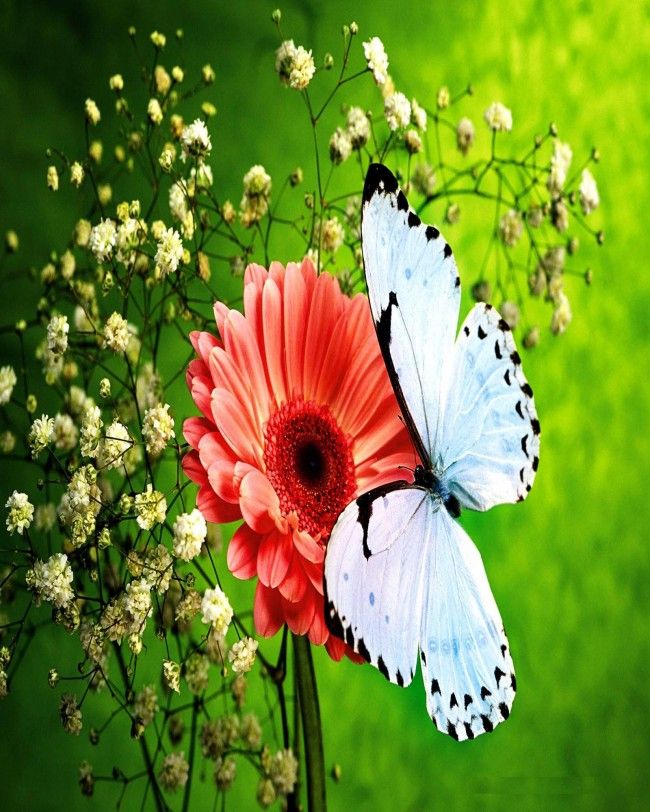 beautiful flowers wallpapers for mobile,butterfly,insect,moths and butterflies,flower,pollinator