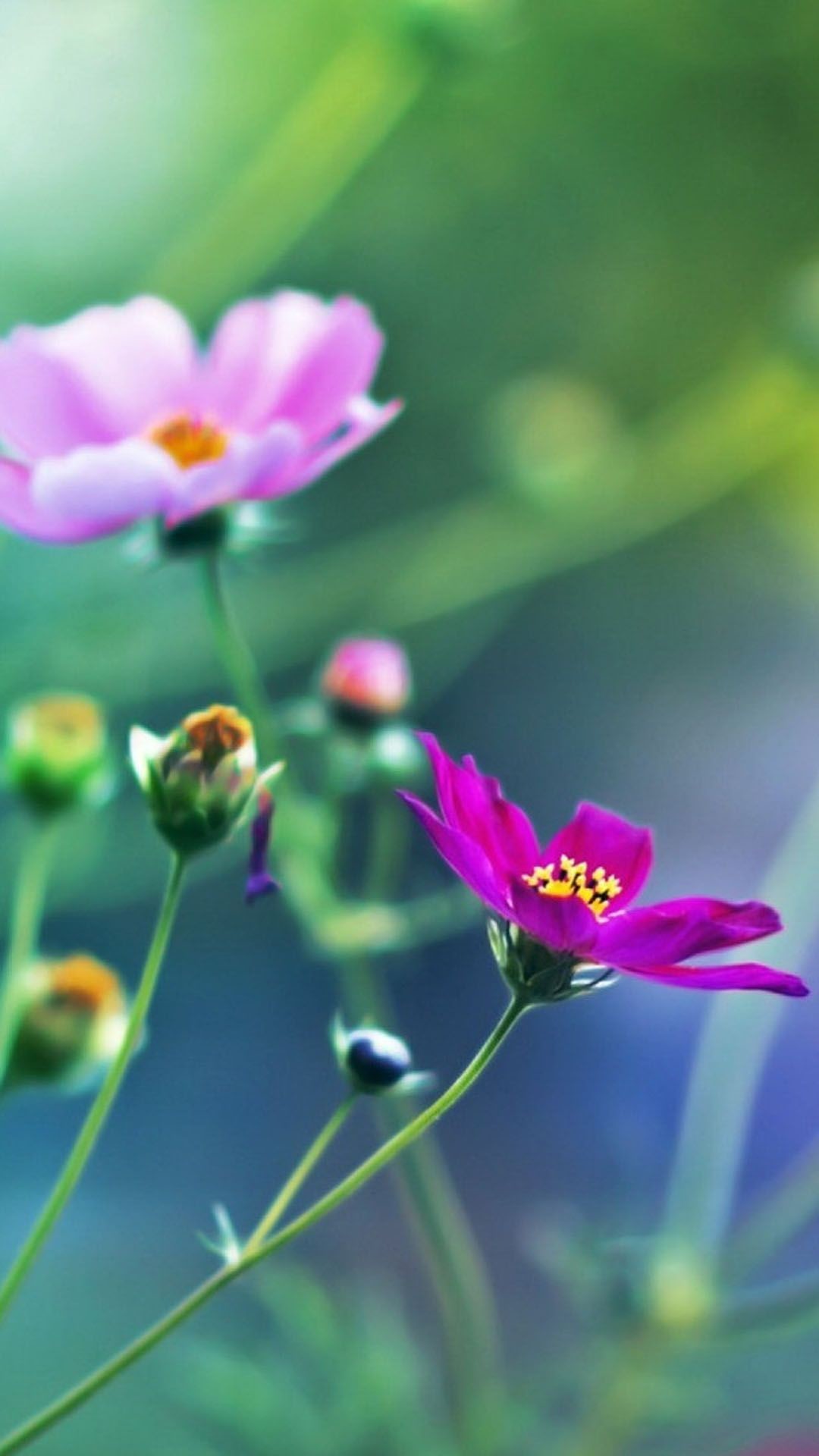 hermosas flores fondos de pantalla para móviles,flor,planta floreciendo,pétalo,planta,naturaleza