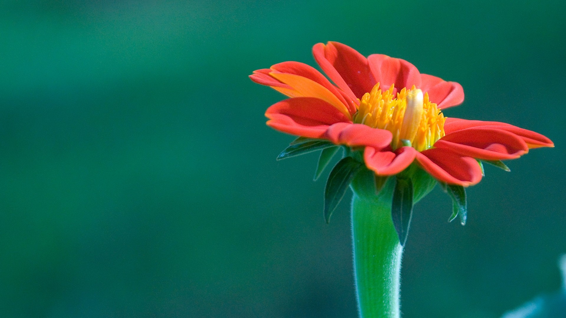 beaux fonds d'écran de fleurs pour mobile,fleur,plante à fleurs,pétale,rouge,vert