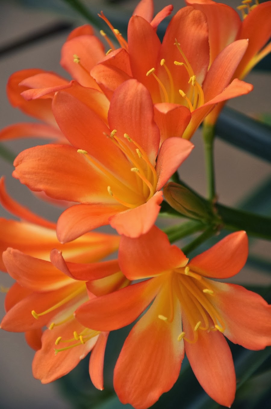 beautiful flowers wallpapers for mobile,flower,orange,petal,plant,natal lily