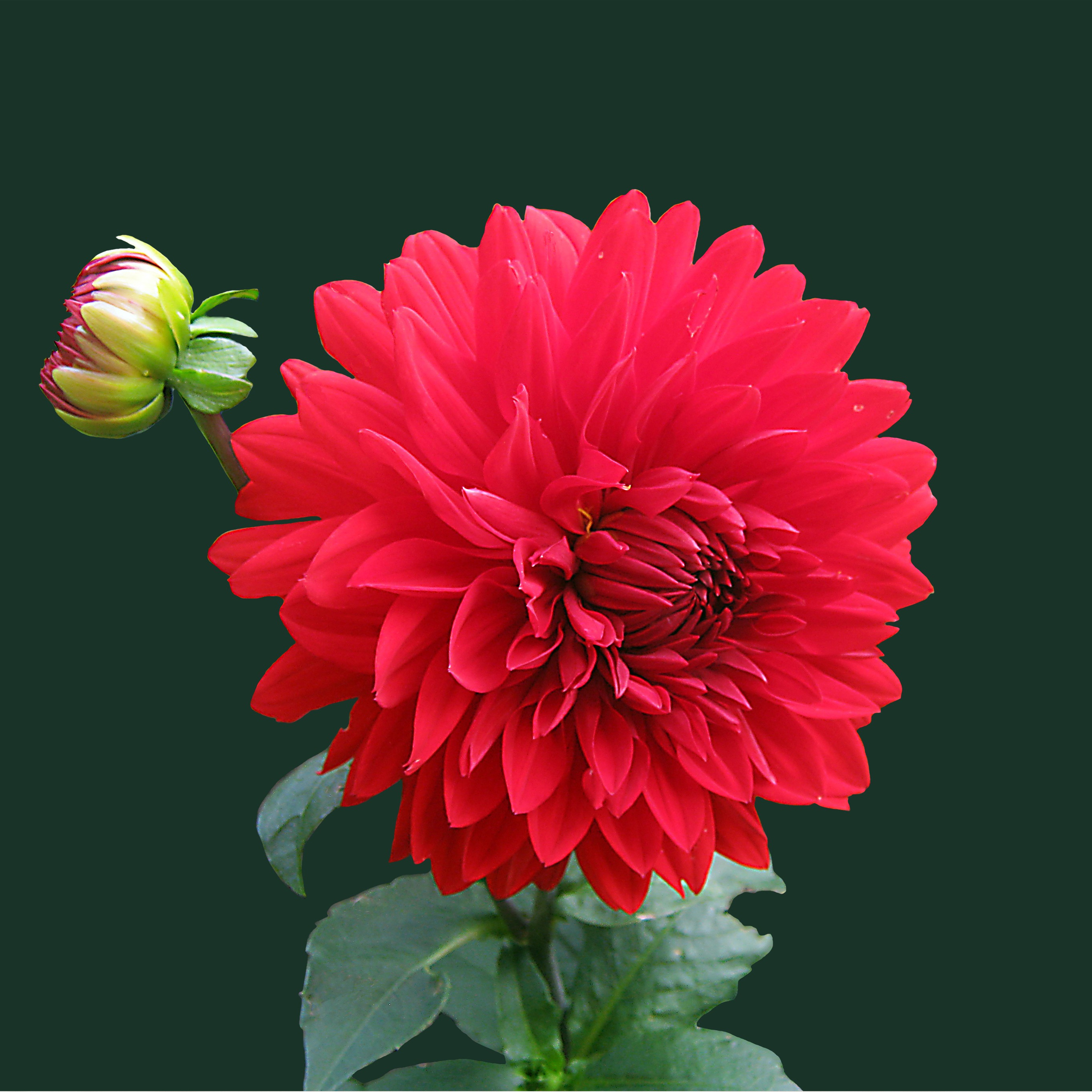 beautiful flowers wallpapers for mobile,flower,flowering plant,plant,petal,dahlia