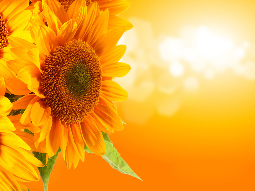 beautiful flowers wallpapers for mobile,flower,sunflower,flowering plant,yellow,sunflower