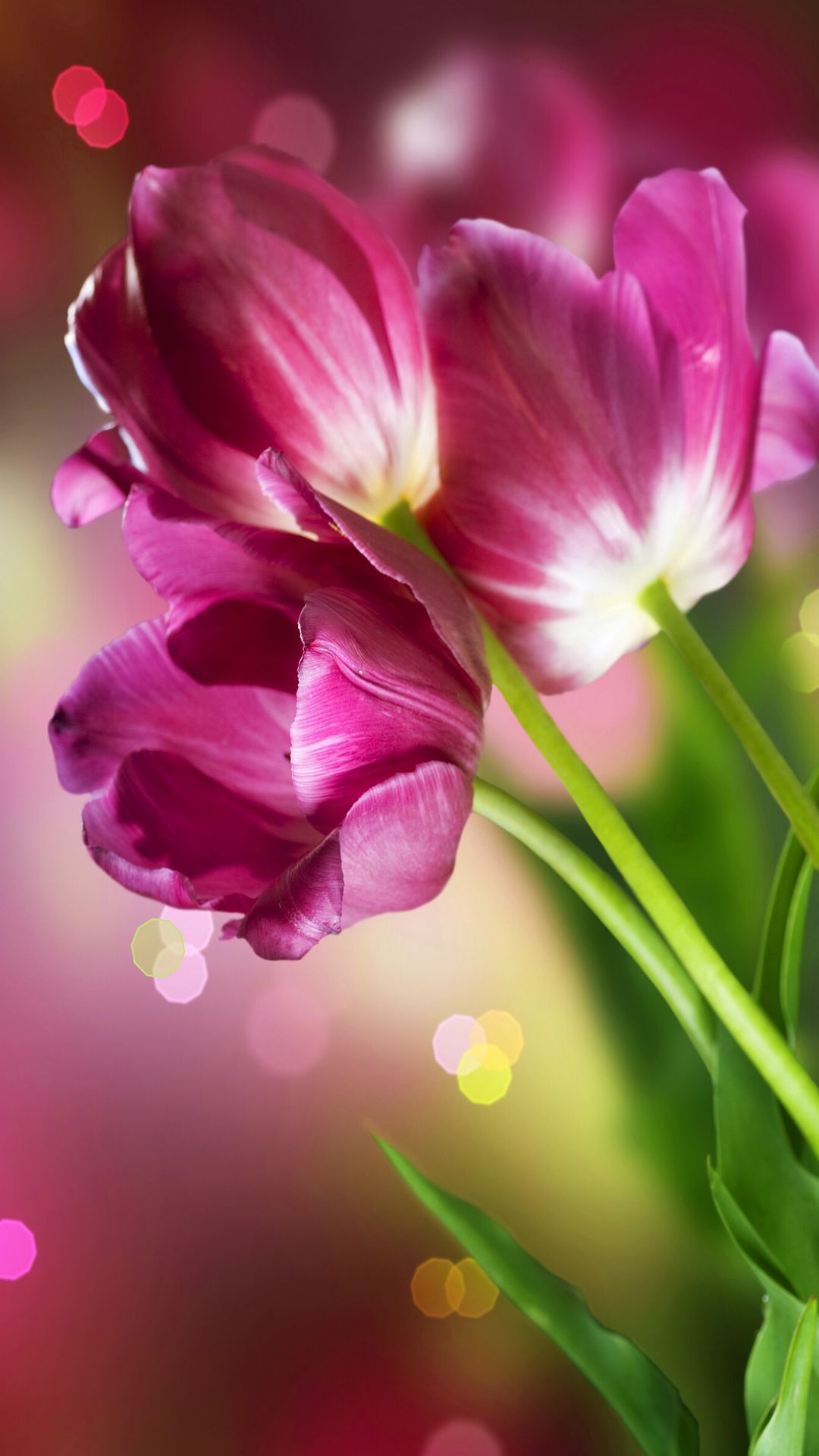 beautiful flowers wallpapers for mobile,flowering plant,petal,flower,nature,pink