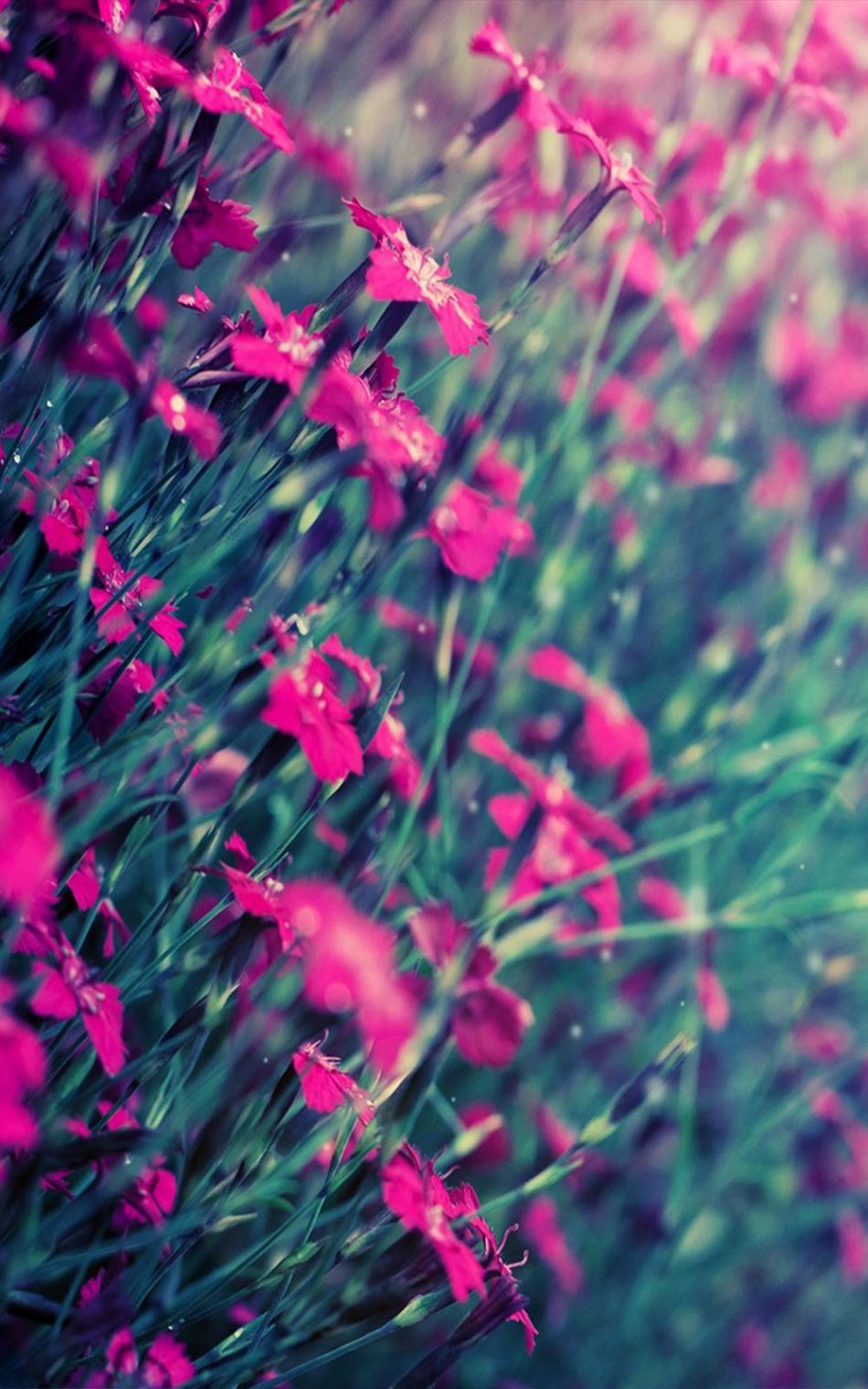 아름다운 꽃 월페이퍼,분홍,꽃,초록,빨간,식물