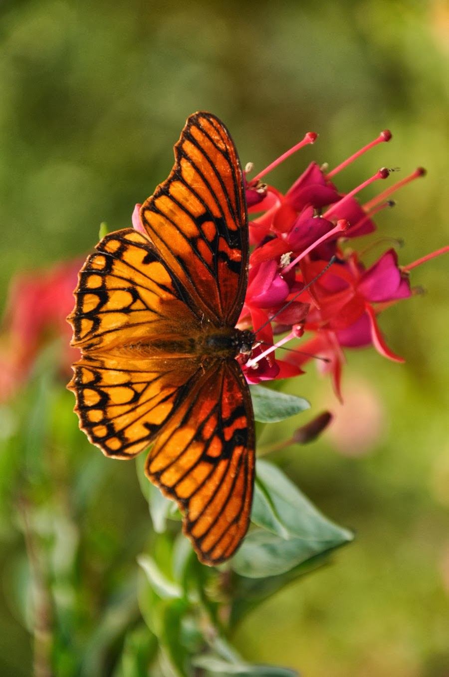 아름다운 꽃 월페이퍼,나방과 나비,나비,곤충,무척추 동물,브러시 발된 나비