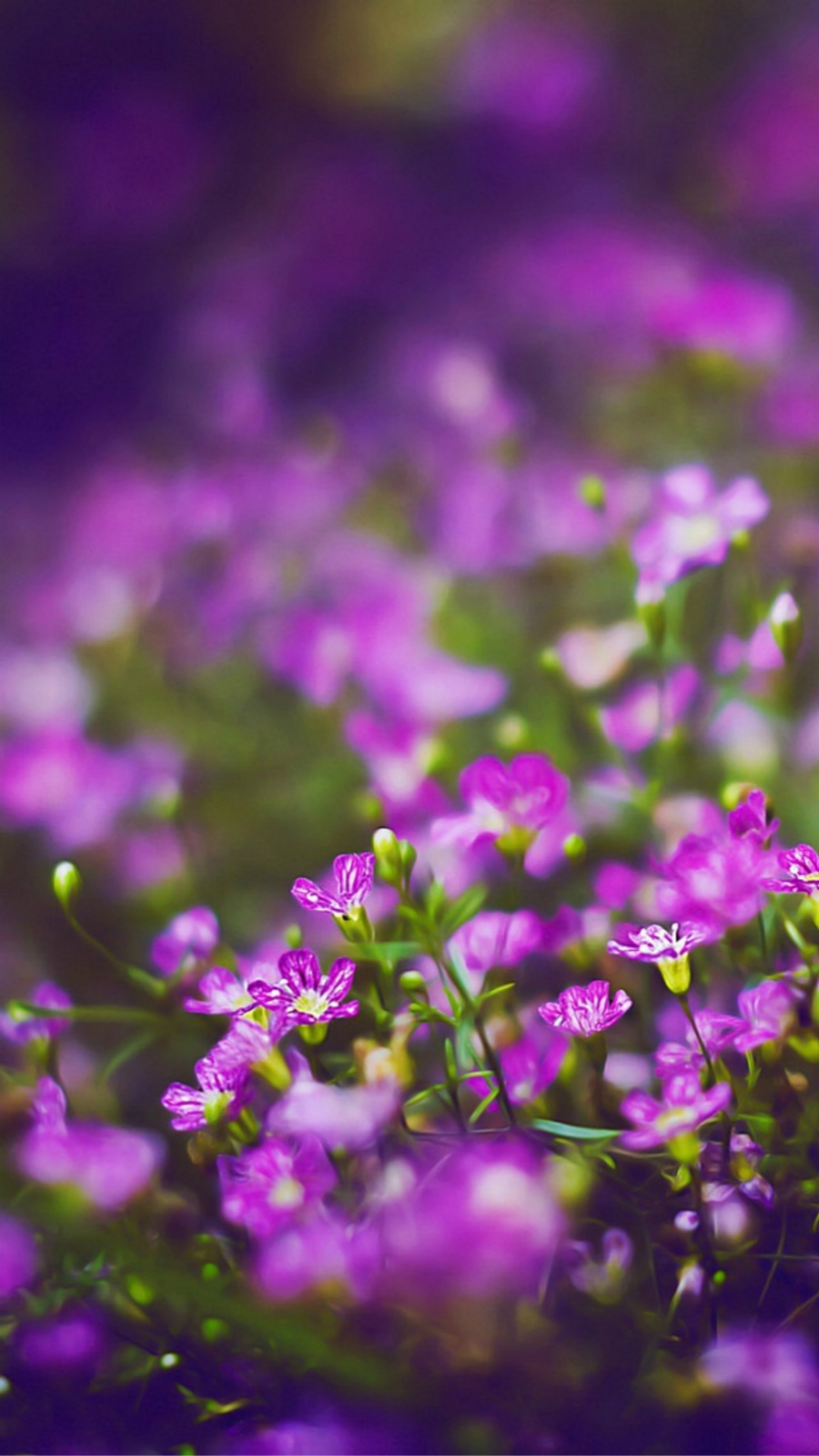 モバイル用のhdの花の壁紙,バイオレット,花,紫の,自然,ラベンダー