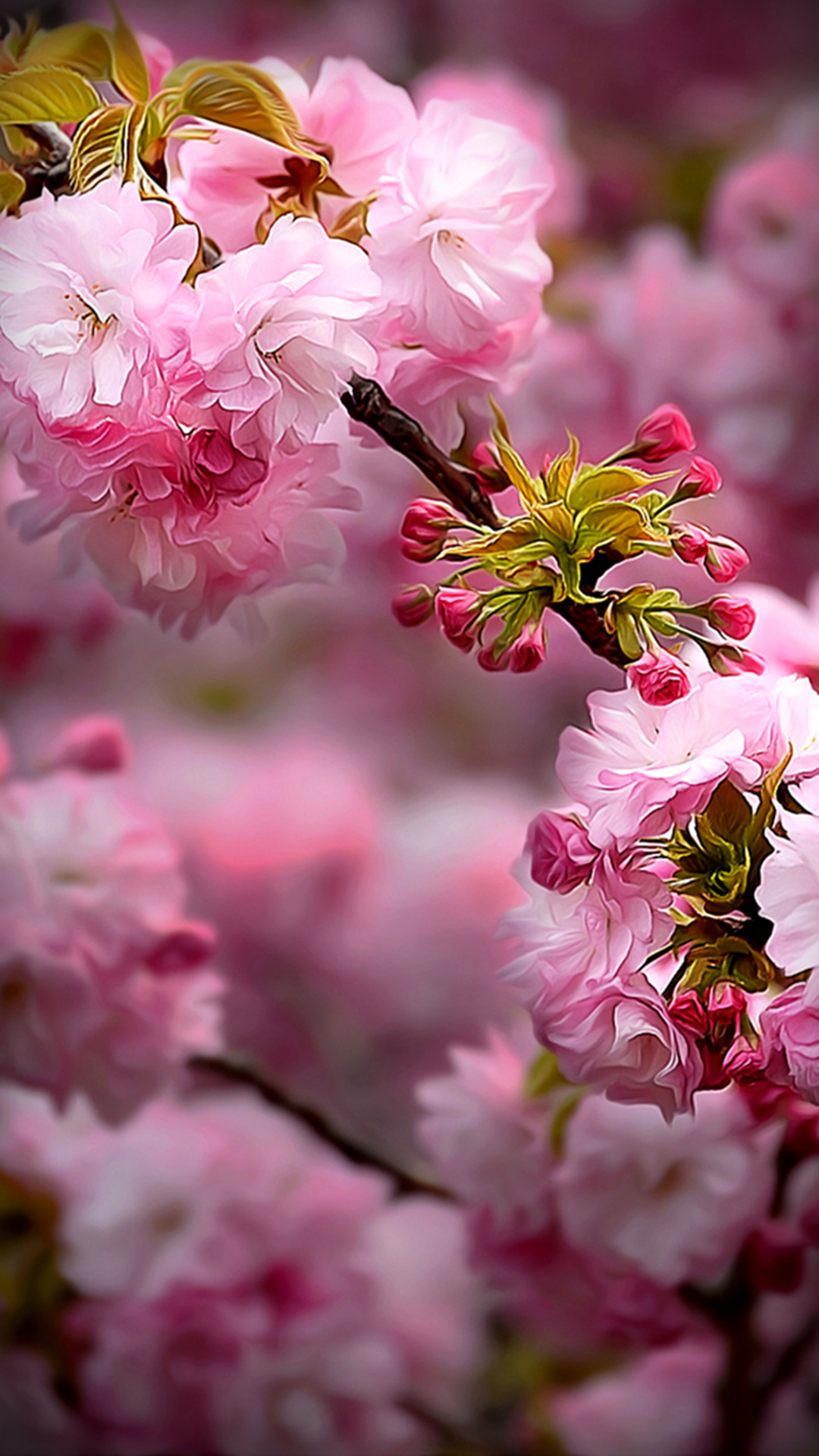 fondos de pantalla de flores hd para móvil,flor,planta floreciendo,planta,florecer,pétalo