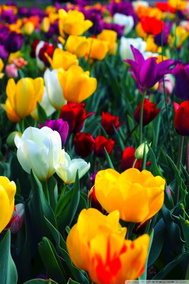 hd flower wallpapers for mobile,flower,flowering plant,petal,tulip,plant