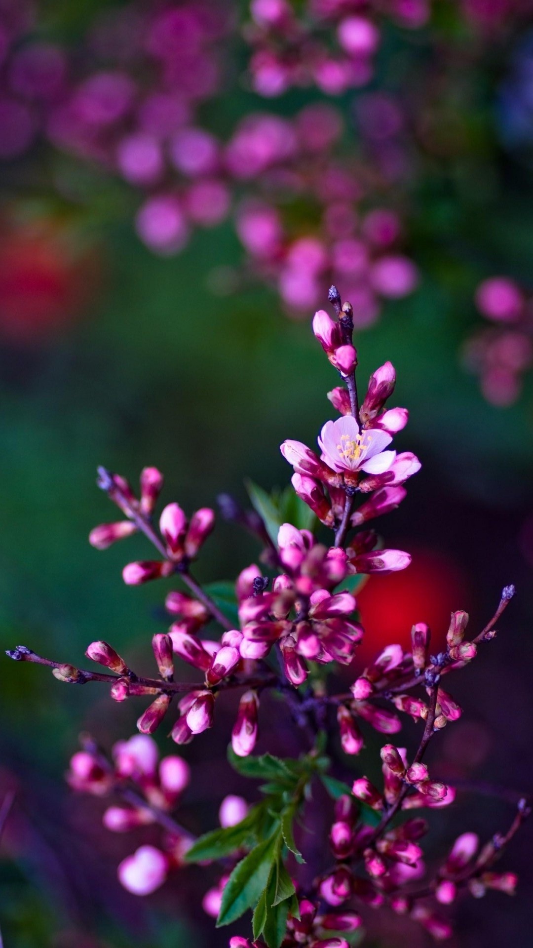 fondos de pantalla de flores hd para móvil,flor,rosado,planta,lila,púrpura