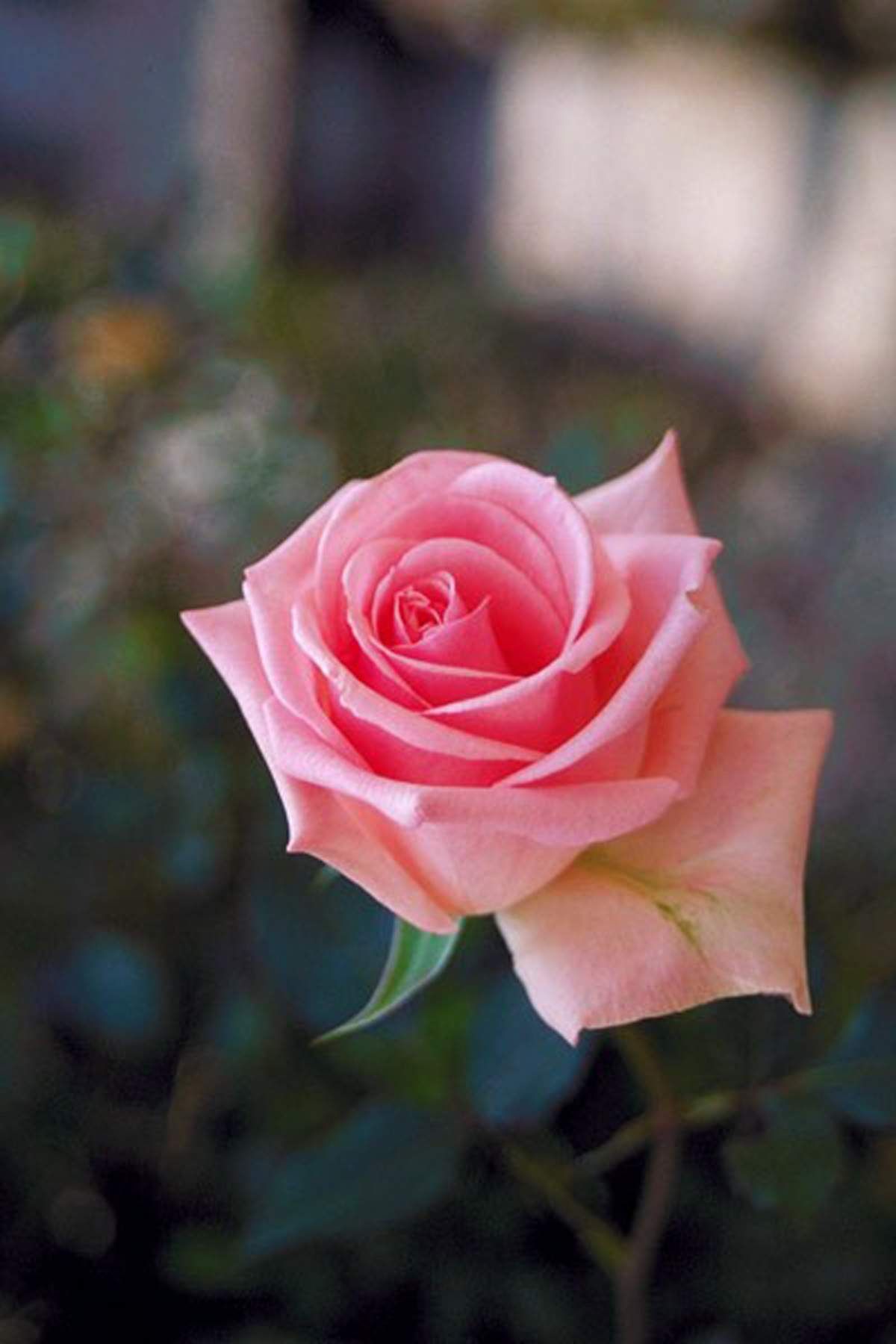 sfondi fiore hd per cellulari,fiore,pianta fiorita,julia child rose,rose da giardino,rosa
