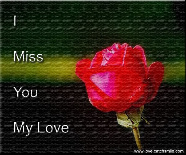 miss u wallpaper for boyfriend,pink,red,petal,tulip,flower