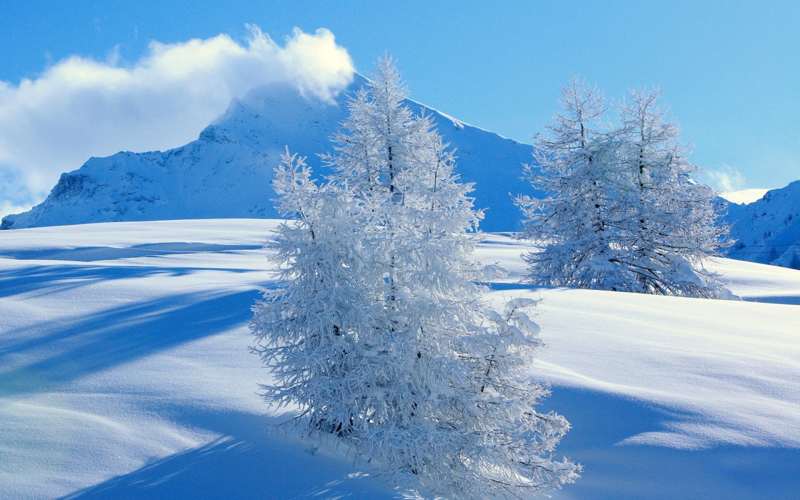 snow wallpaper hd,neve,inverno,albero,abete rosso nero a foglia corta,natura