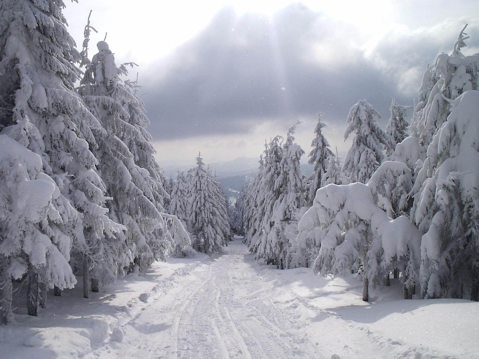 snow wallpaper hd,neve,inverno,brina,albero,congelamento