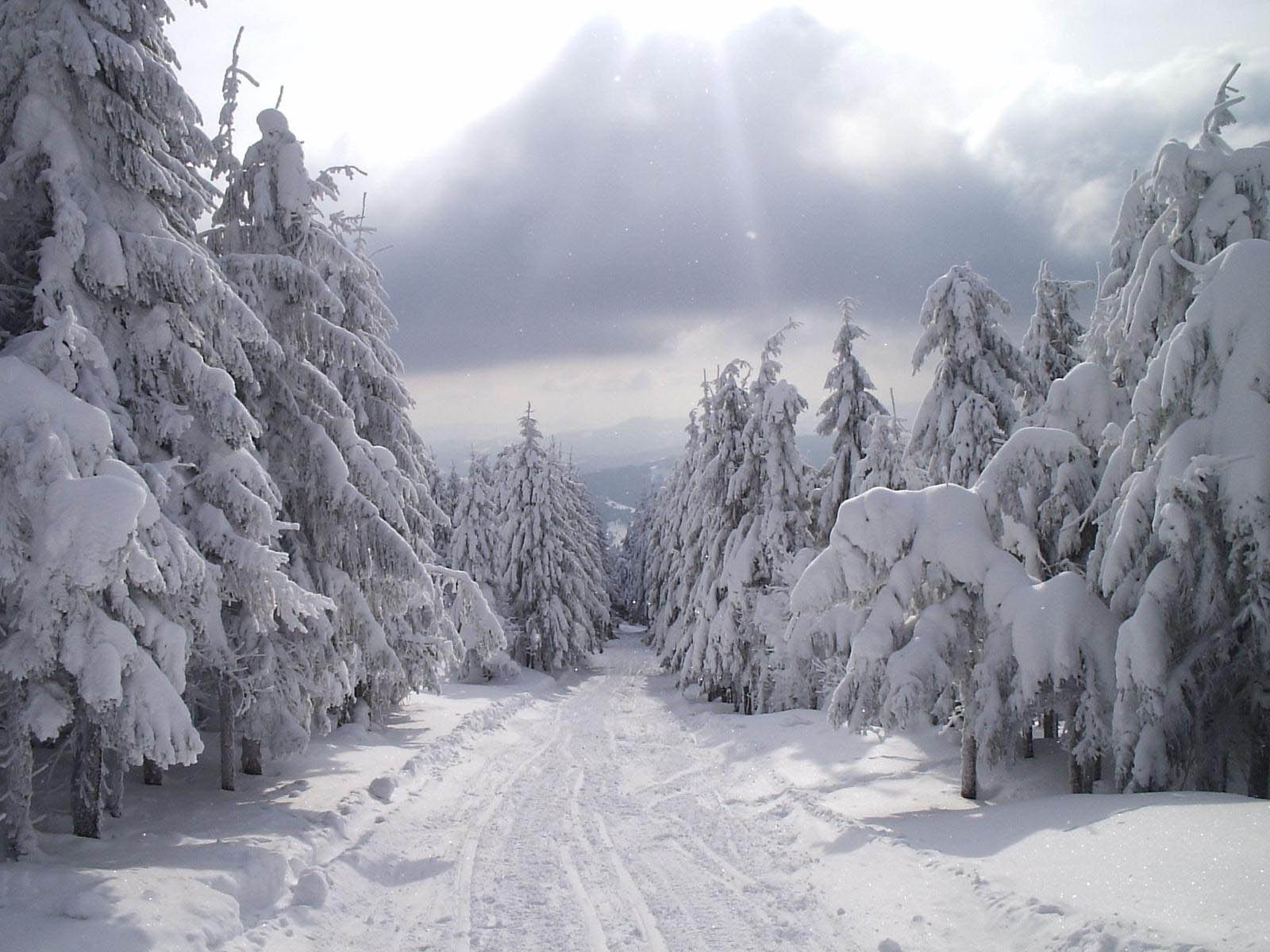 schneetapete hd,schnee,winter,frost,baum,einfrieren