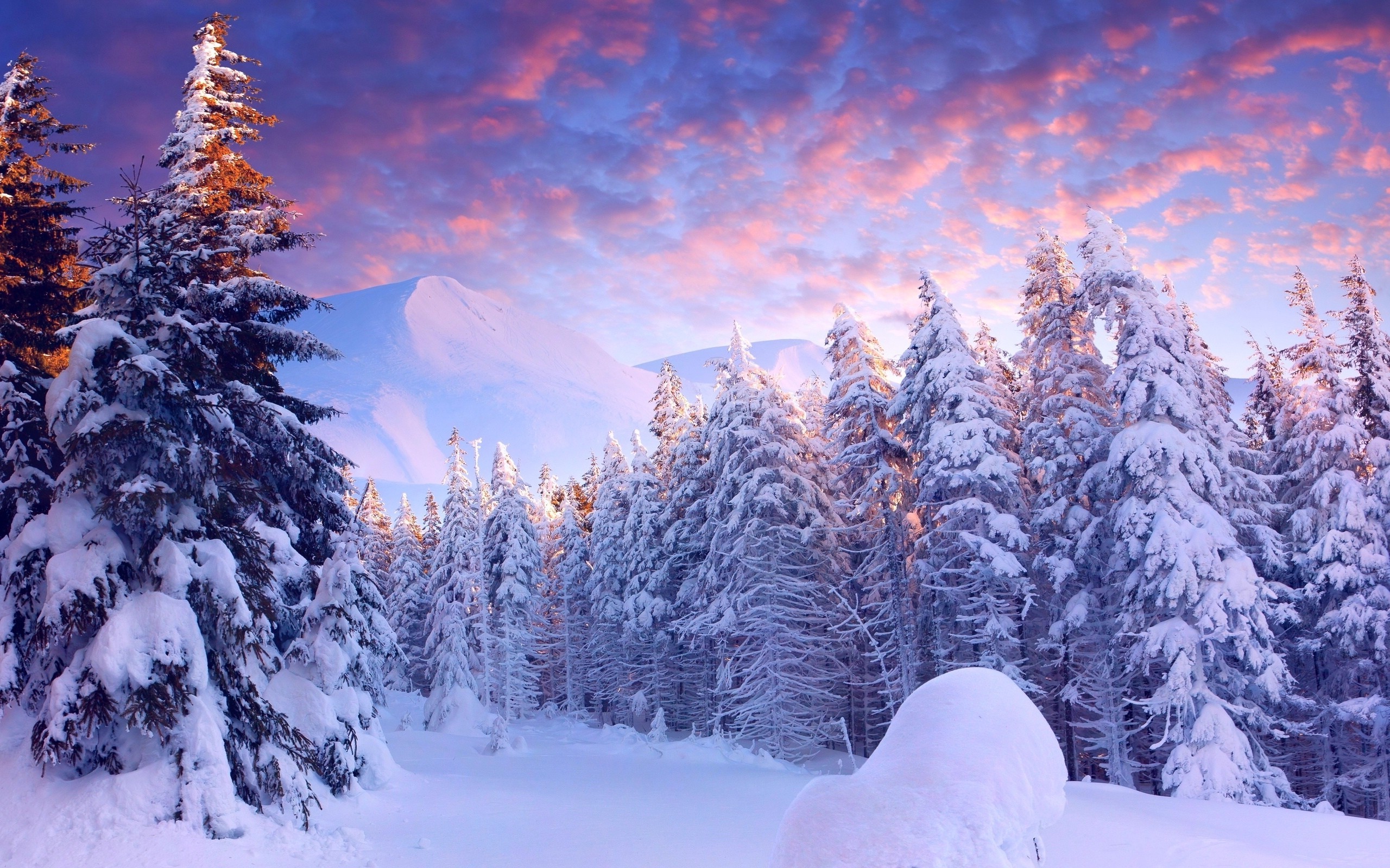 schneetapete hd,schnee,winter,kurzblättrige schwarzfichte,himmel,natur