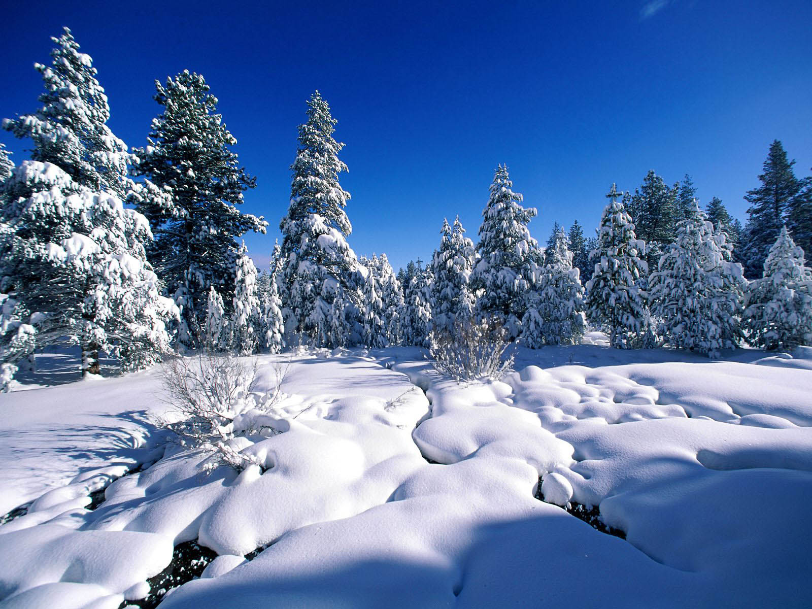 snow wallpaper hd,snow,winter,nature,tree,sky