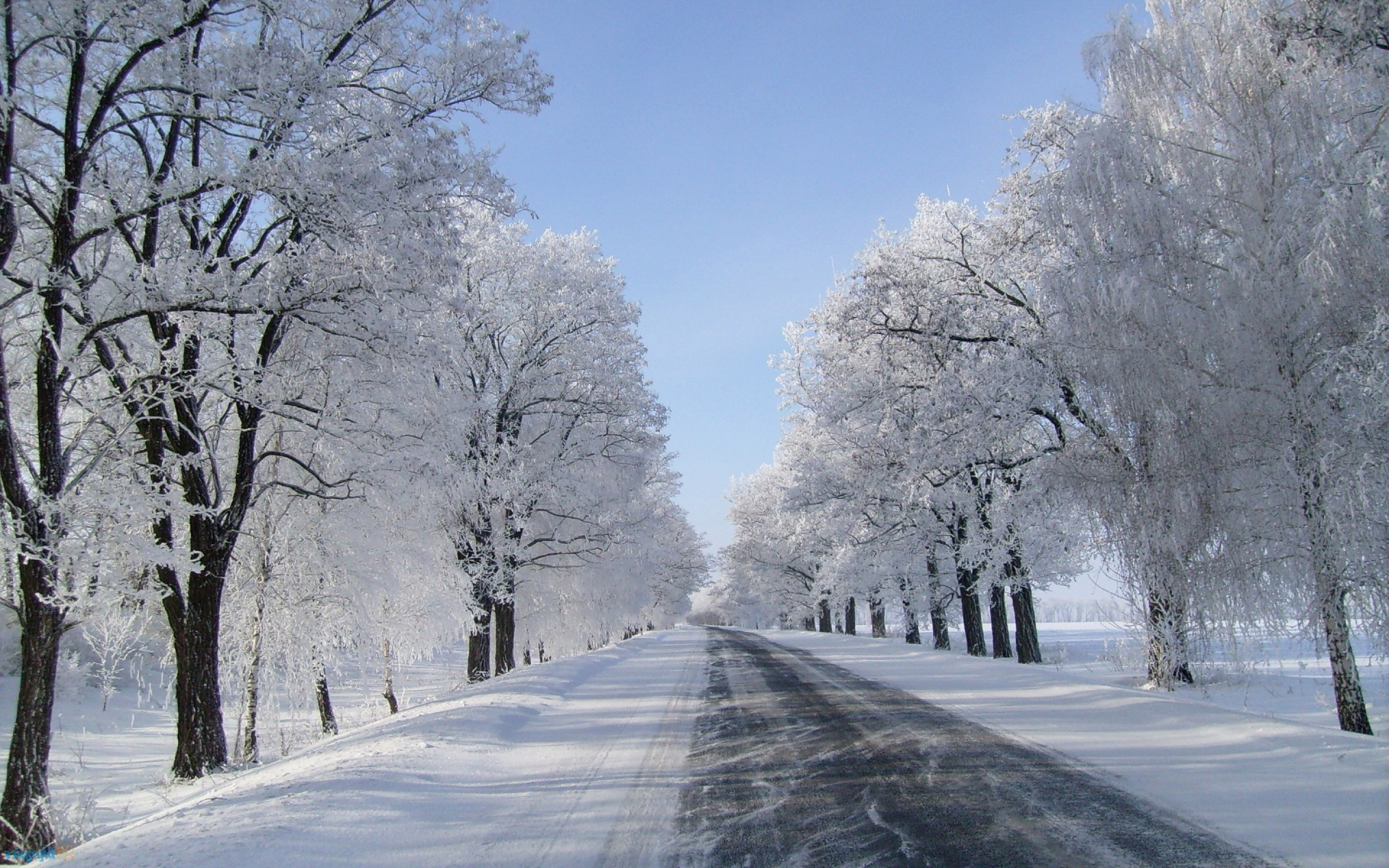 schneetapete hd,schnee,winter,baum,frost,einfrieren