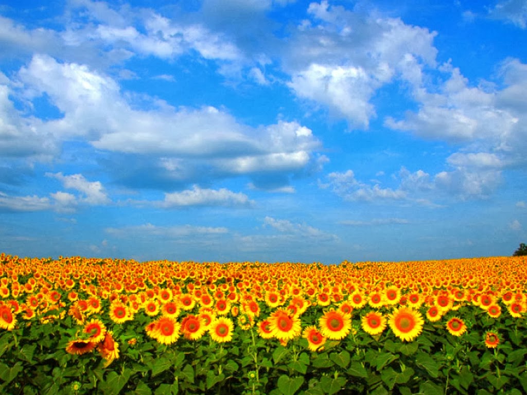 wallpaper kartun hd,sunflower,sky,field,flower,natural landscape