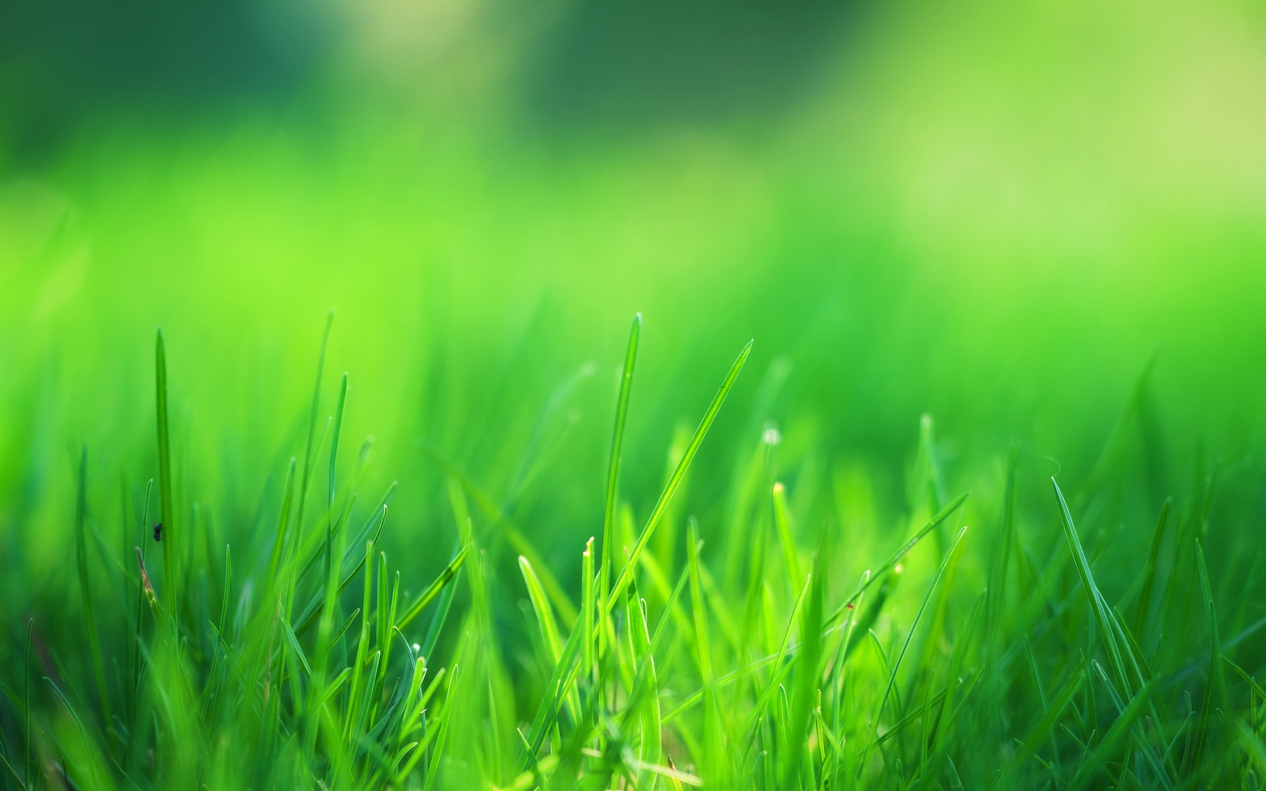 240x320 wallpapers,green,nature,grass,water,natural landscape