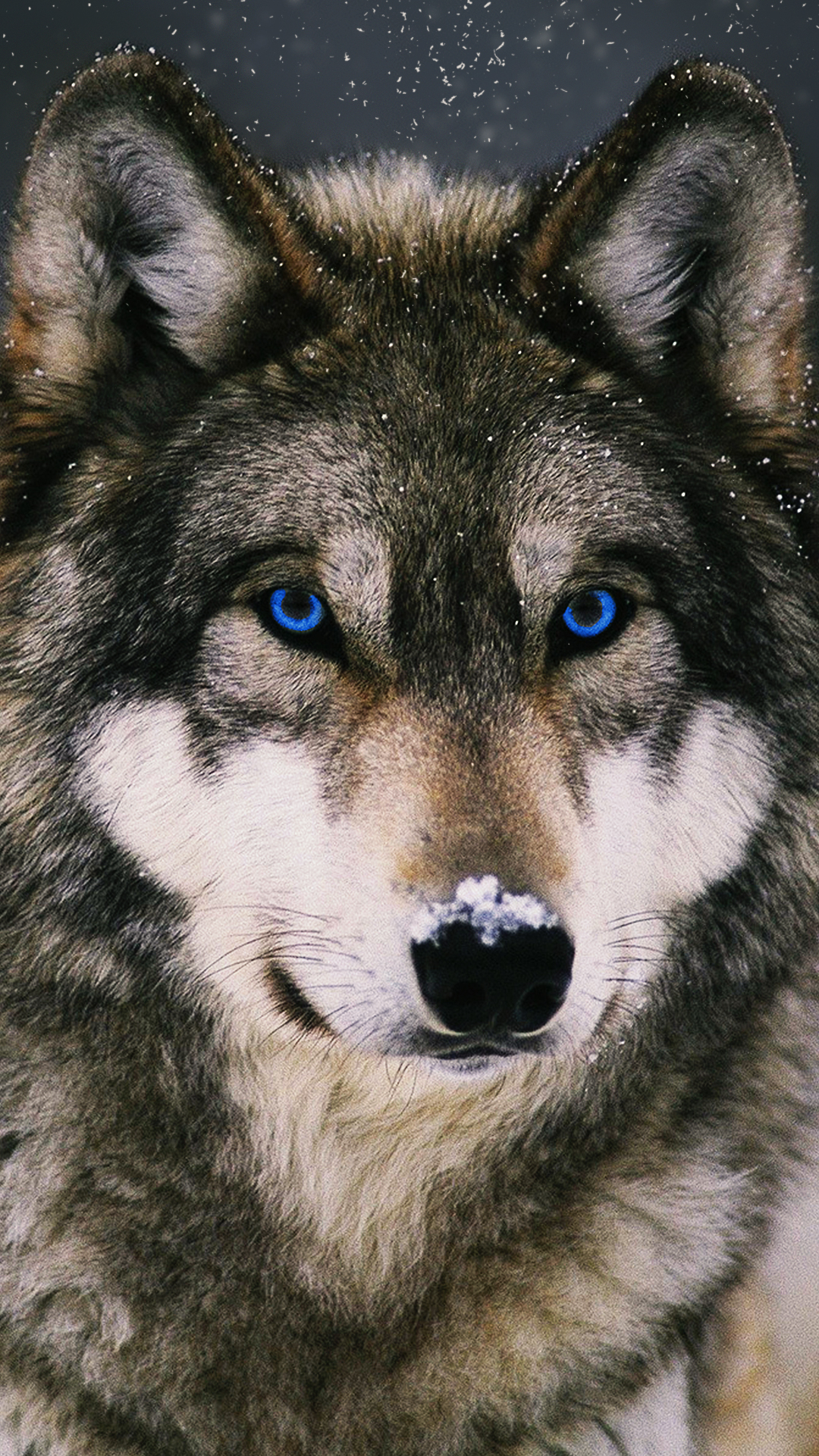 wolf phone wallpaper,mammal,dog,vertebrate,canidae,canis