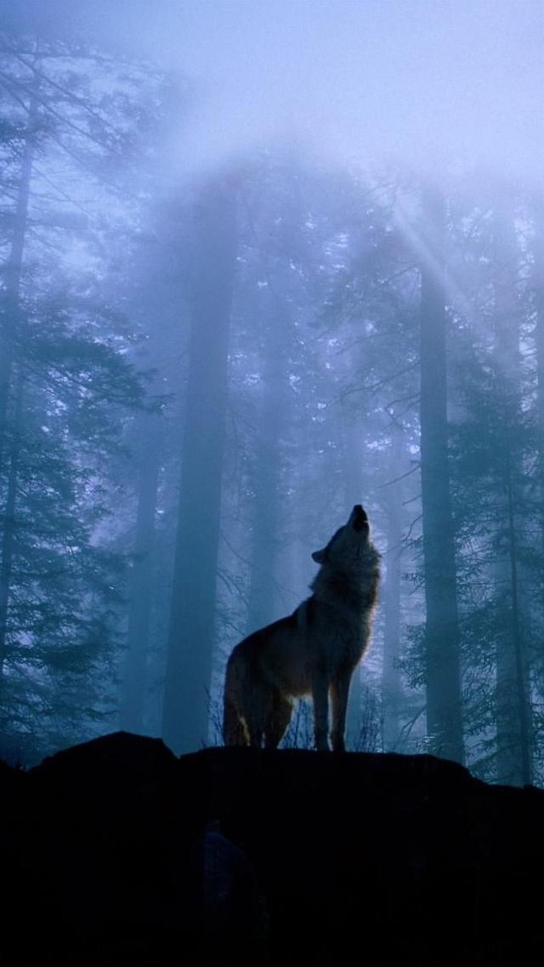 sfondo del telefono lupo,lupo,cielo,cane lupo,natura,atmosfera