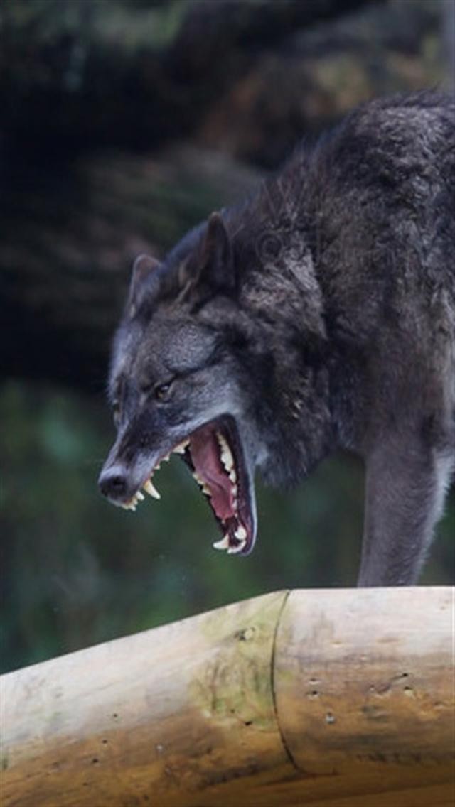 wolf phone wallpaper,facial expression,wolf,wildlife,snout,canidae