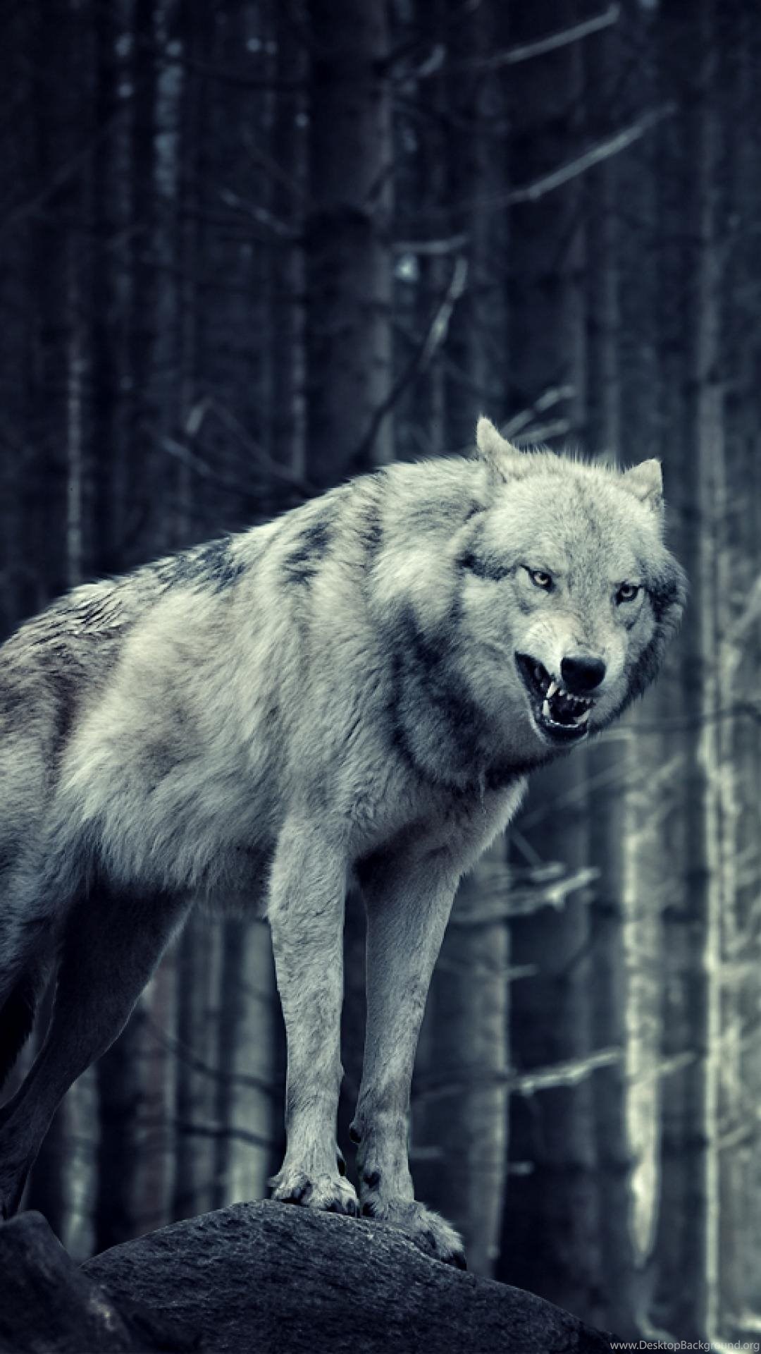 fondo de pantalla del teléfono lobo,lobo,fauna silvestre,canis lupus tundrarum,animal terrestre,hocico