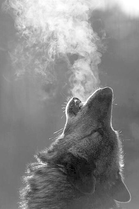 wolf phone wallpaper,black and white,snout,photography,monochrome