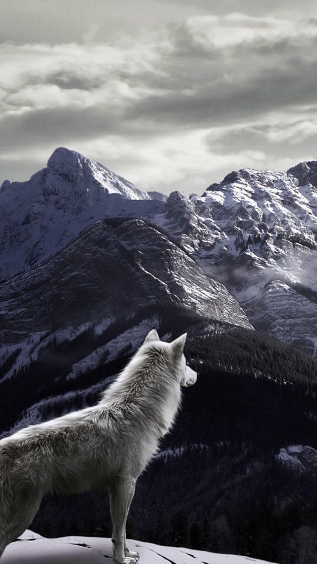 fondo de pantalla del teléfono lobo,naturaleza,lobo,canis lupus tundrarum,perro de groenlandia,perro lobo