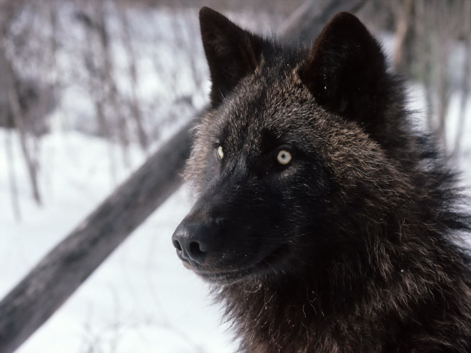 黒狼の壁紙,シルバーフォックス,犬,狼,野生動物,鼻
