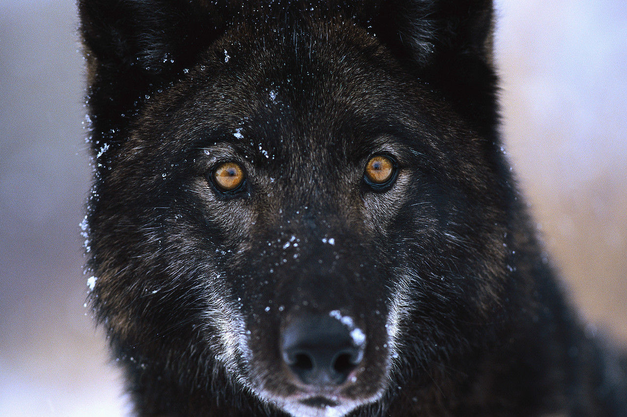 schwarzer wolf tapete,hund,schnauze,wolf,tierwelt,landtier