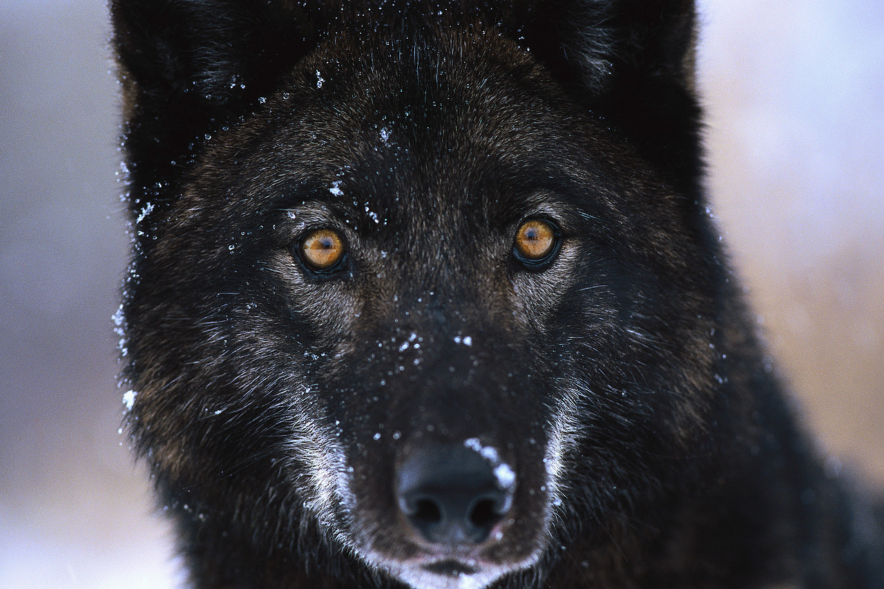 black wolf wallpaper,mammal,vertebrate,canidae,dog,snout