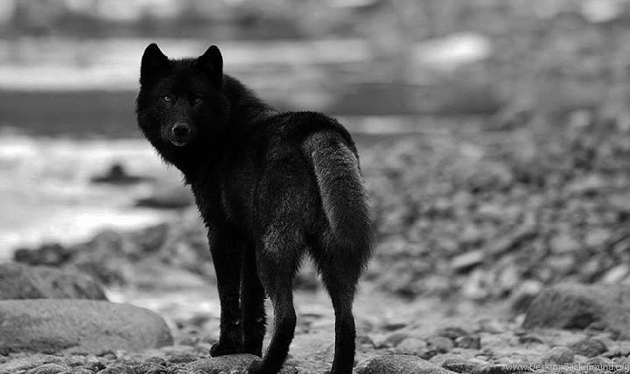 검은 늑대 벽지,검정,쉬퍼 케,야생 동물,검정색과 흰색,개