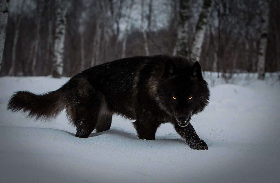 carta da parati lupo nero,gatto,felidae,neve,gatti di piccola e media taglia,barba