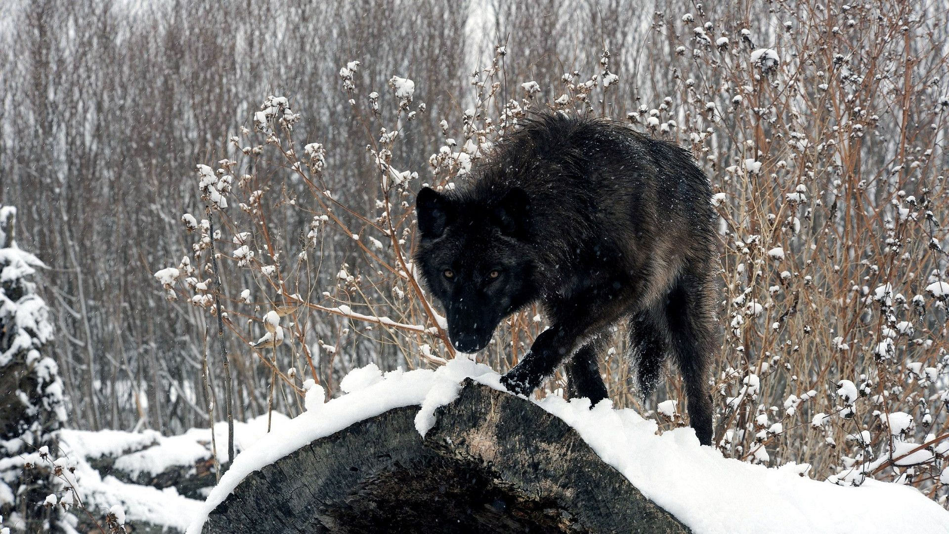 fondo de pantalla de lobo negro,lobo,fauna silvestre,perro,zorro plateado,canis lupus tundrarum