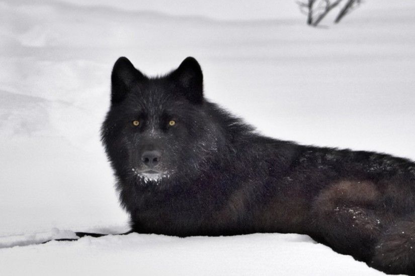 black wolf wallpaper,mammal,dog,vertebrate,canidae,dog breed