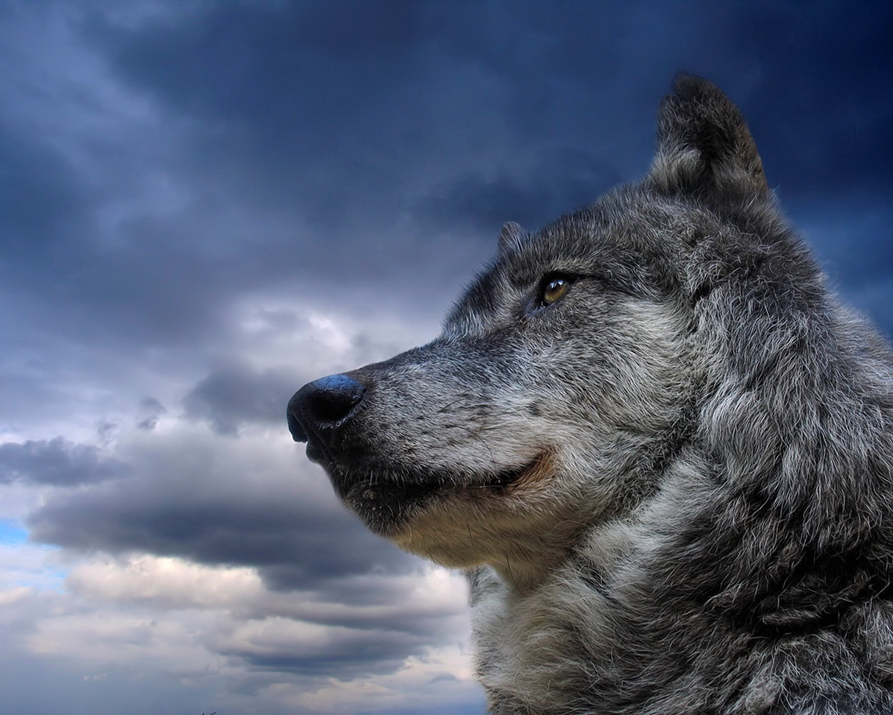 fondo de pantalla de lobo negro,lobo,naturaleza,azul,cielo,perro