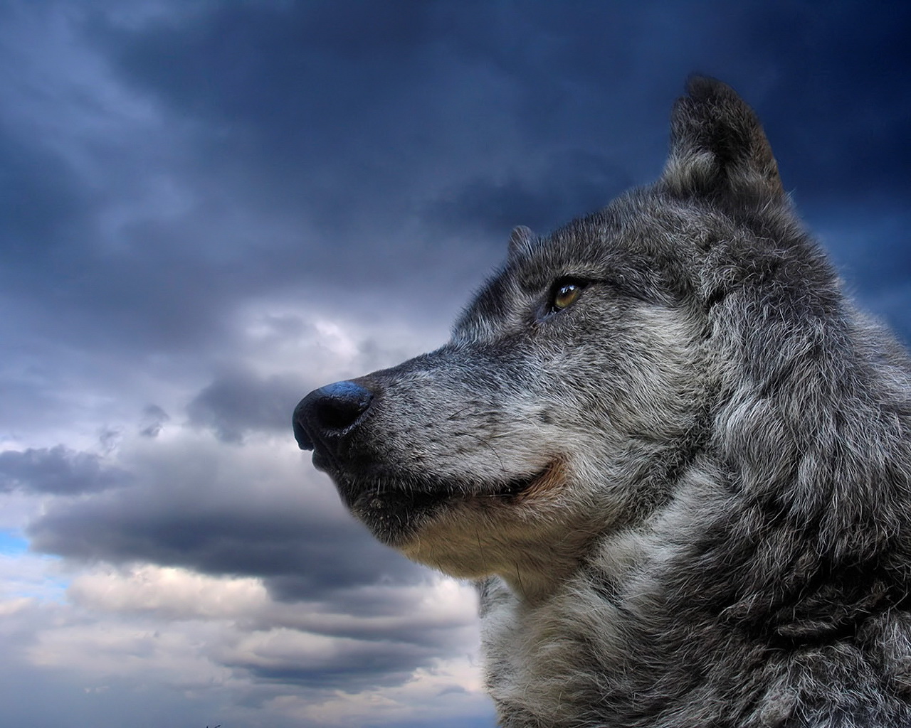 黒狼の壁紙 狼 自然 青い 空 犬 107 Wallpaperuse 黒狼の壁紙 狼 自然 青い 空 犬 107 Wallpaperuse