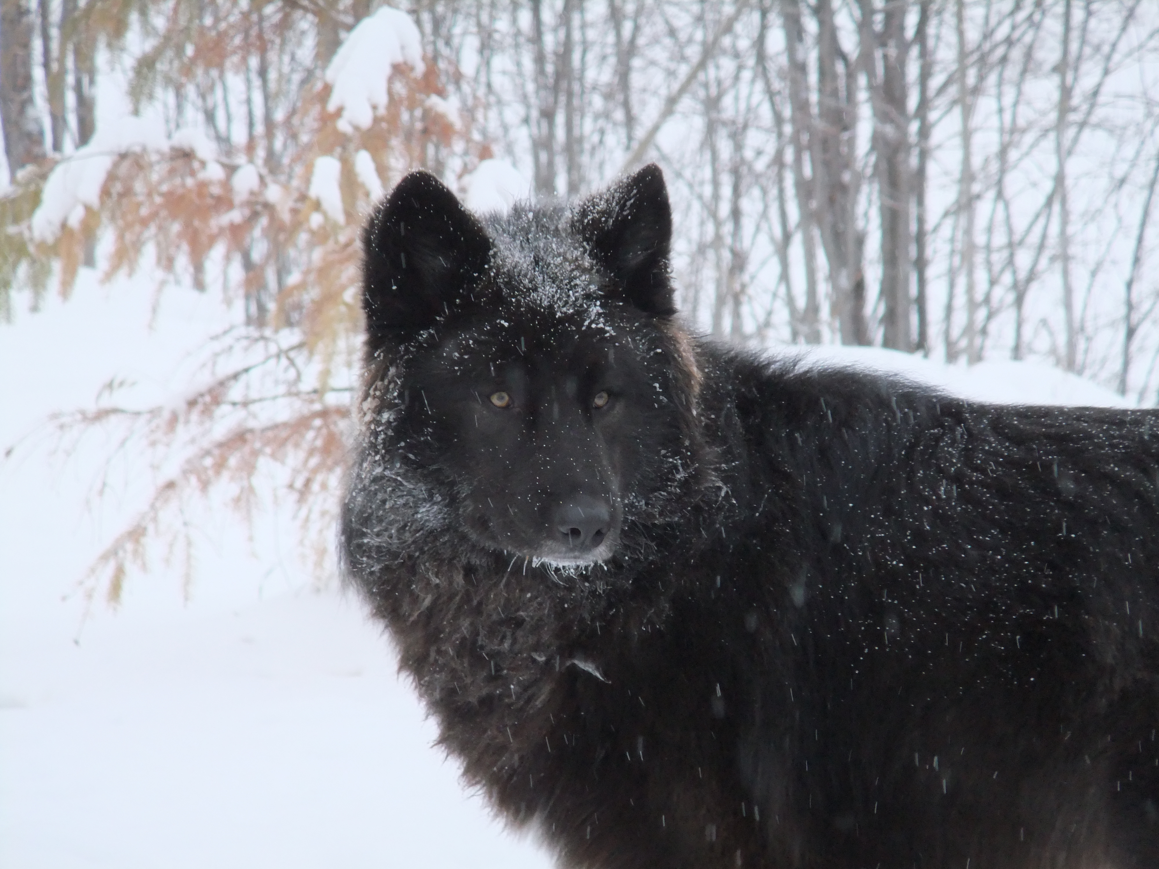 fondo de pantalla de lobo negro,perro,pastor belga,nieve