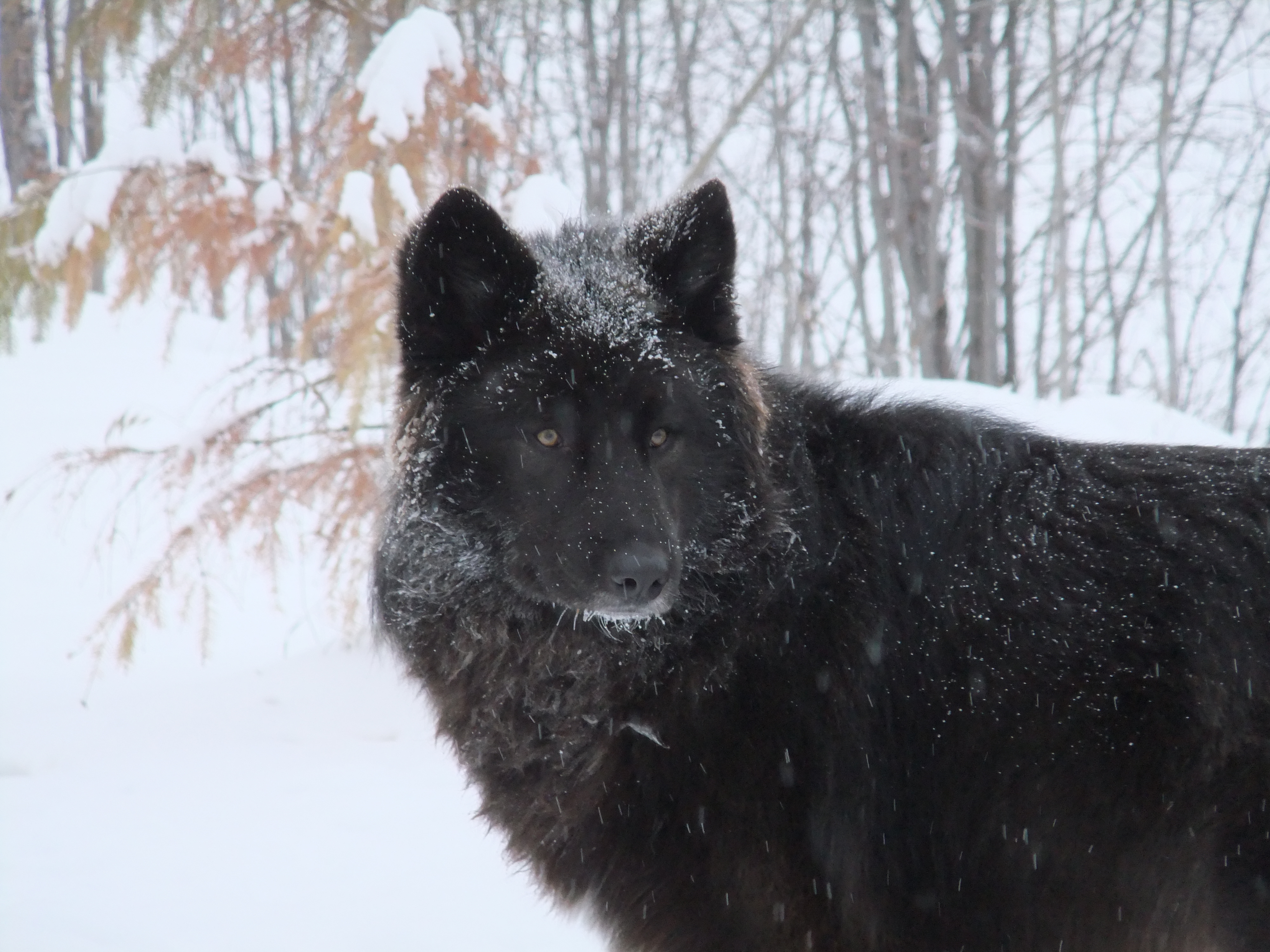 schwarzer wolf tapete,hund,belgischer hirte,schnee