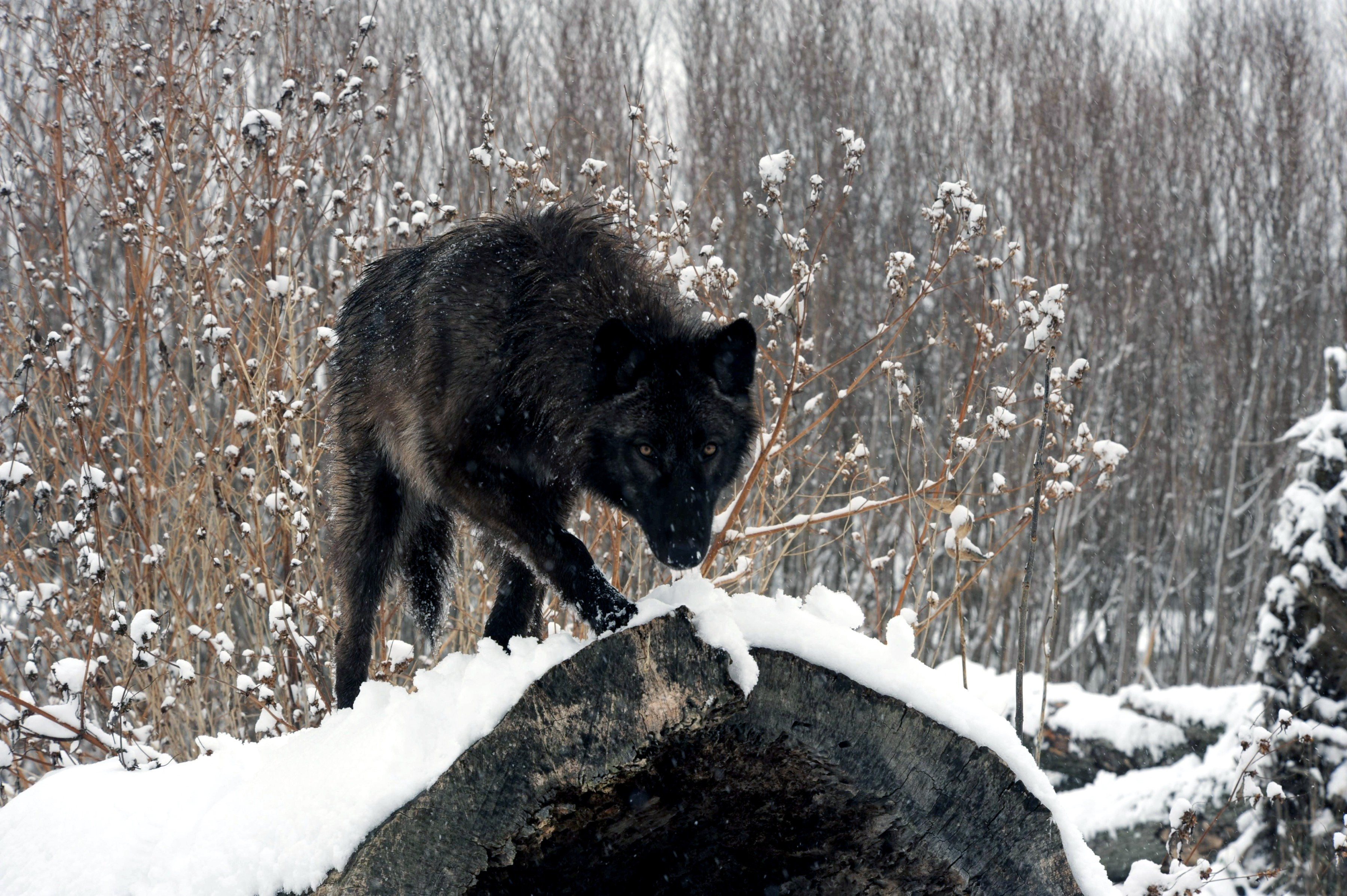 fondo de pantalla de lobo negro,lobo,nieve,fauna silvestre,perro,invierno
