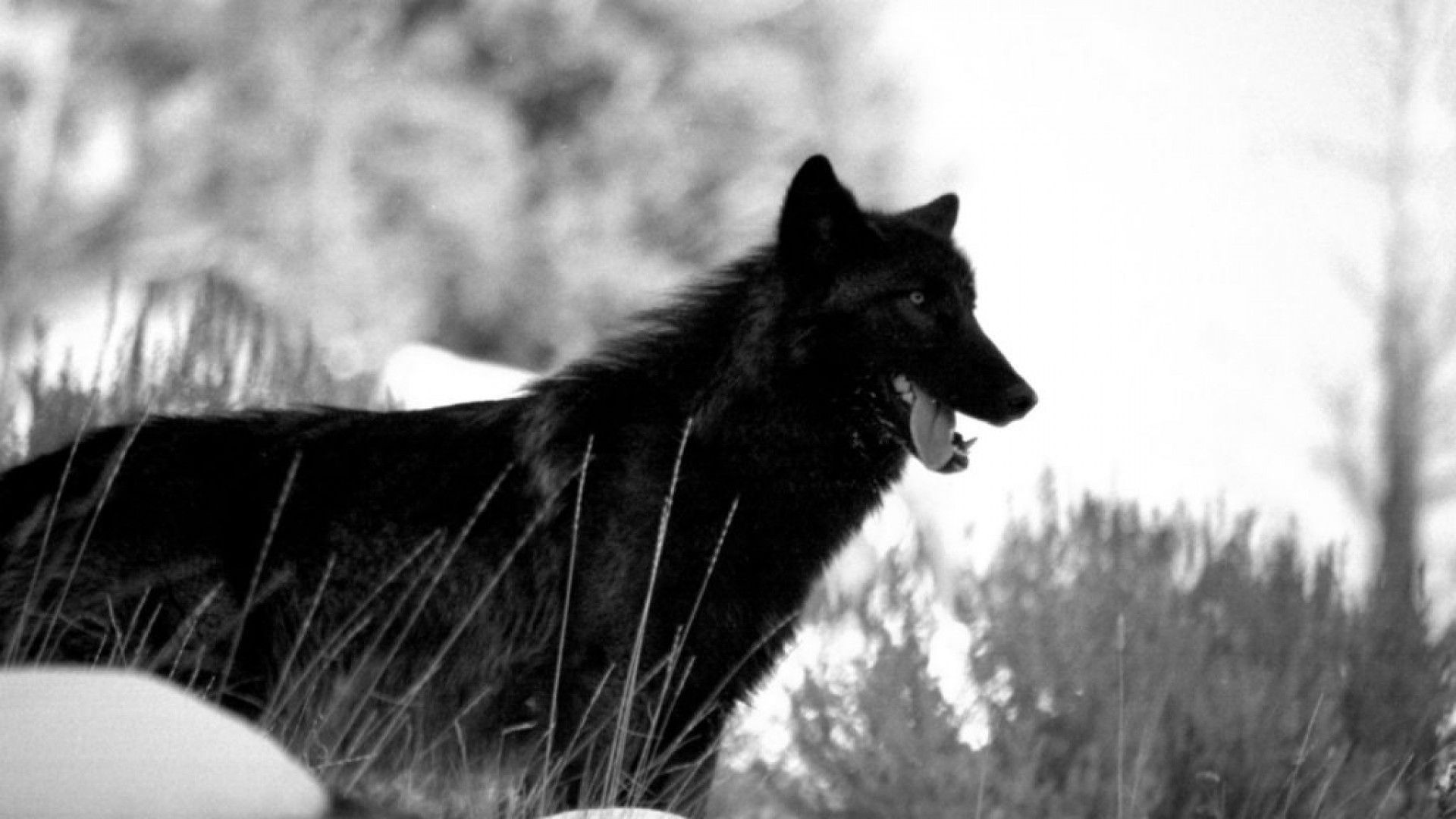 fondo de pantalla de lobo negro,perro,en blanco y negro,spitz alemán mittel,pastor belga