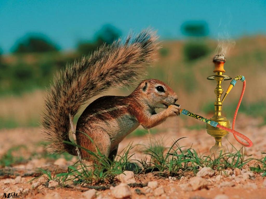 fonds d'écran animaux drôles,écureuil,gopher,tamia,écureuil renard,rongeur