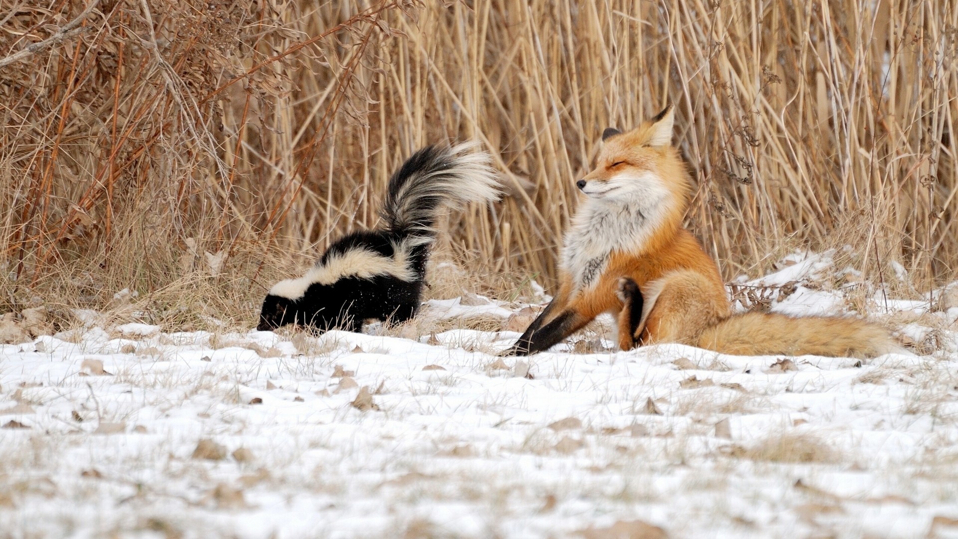 面白い動物の壁紙,野生動物,レッドフォックス,狐,毛皮