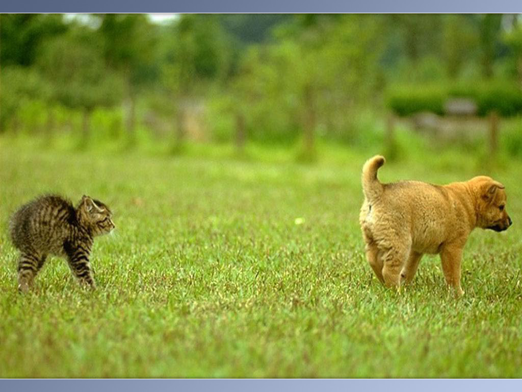 lustige tiertapeten,tierwelt,landtier,felidae,wiese,gras