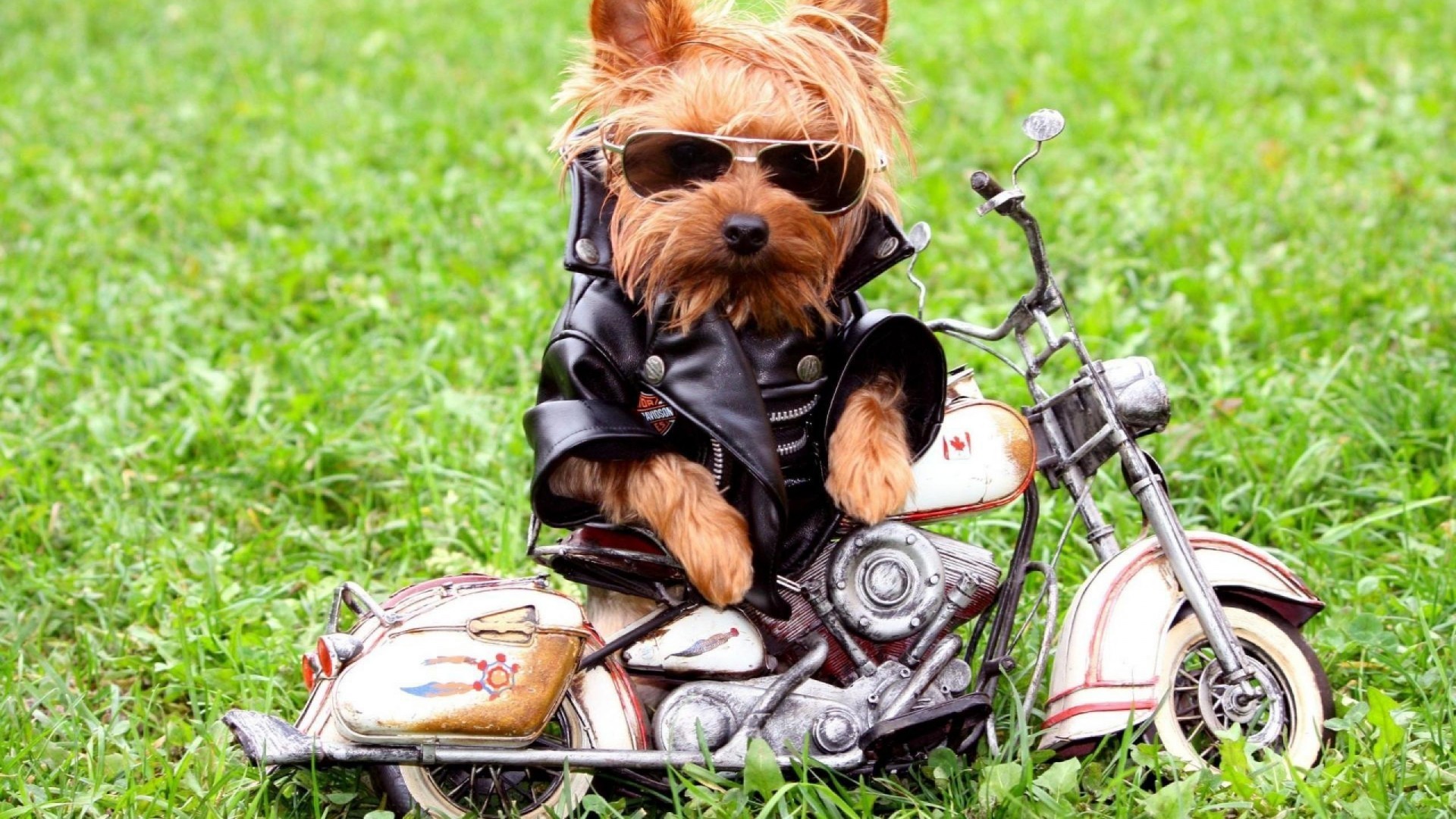 funny animal wallpapers,dog,yorkshire terrier,canidae,companion dog,grass