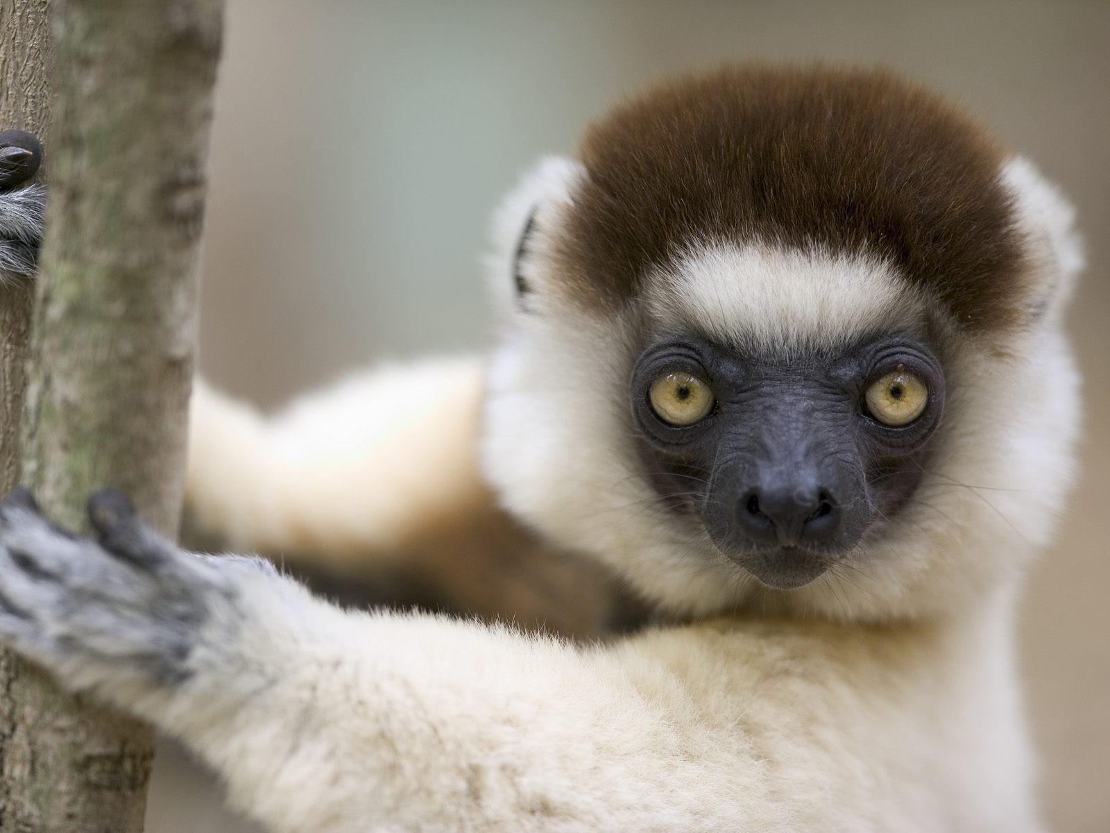 funny animal wallpapers,mammal,vertebrate,sifaka,terrestrial animal,lemur