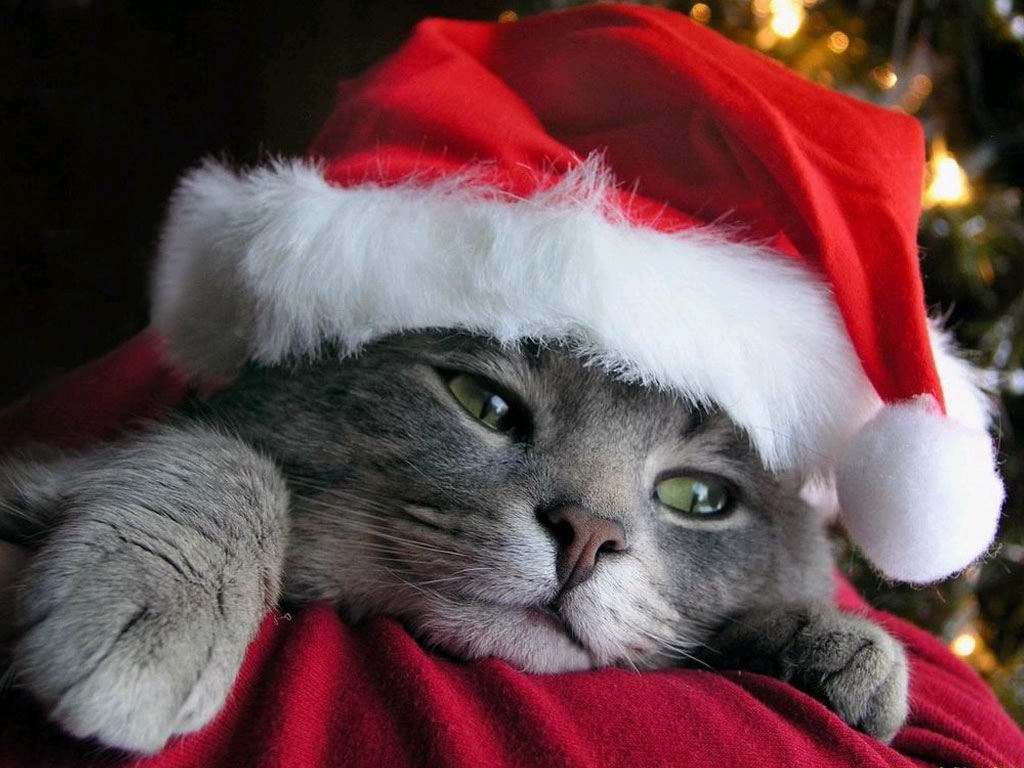 lustige tiertapeten,katze,kleine bis mittelgroße katzen,felidae,schnurrhaare,weihnachten