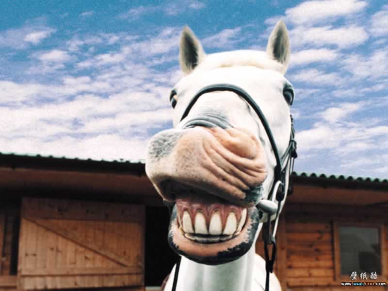 fonds d'écran animaux drôles,cheval,tête,museau,sourire,bouche