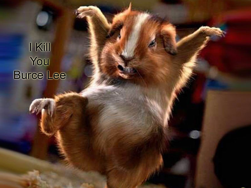 funny animal wallpapers,squirrel,rodent,chipmunk,guinea pig,wildlife
